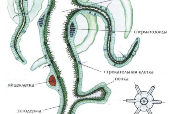 Сайт кракена актуальный